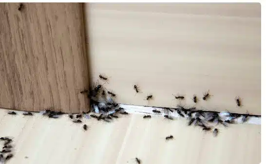 Cara Mengatasi Banyak Semut di Rumah