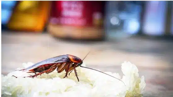 Tanpa Insektisida, Ini 8 Cara Ampuh Mengusir Kecoa dari Rumah dengan Bahan Alami