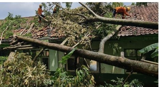 Tips Aman Tanam Pohon Dekat Rumah Agar Tidak Rawan Tumbang Akibat Angin Kencang